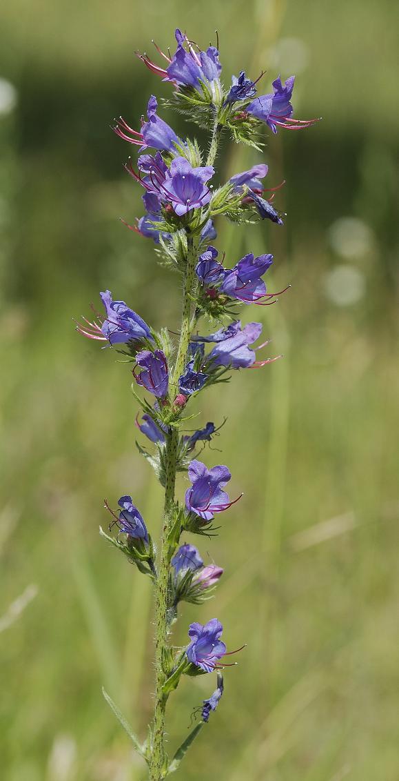 Echium vulgare.