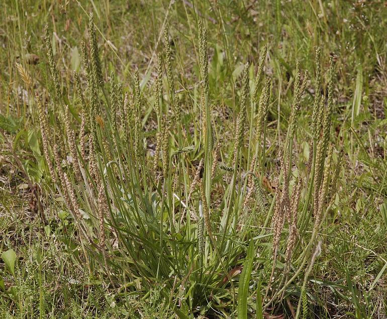Plantago coronopus.