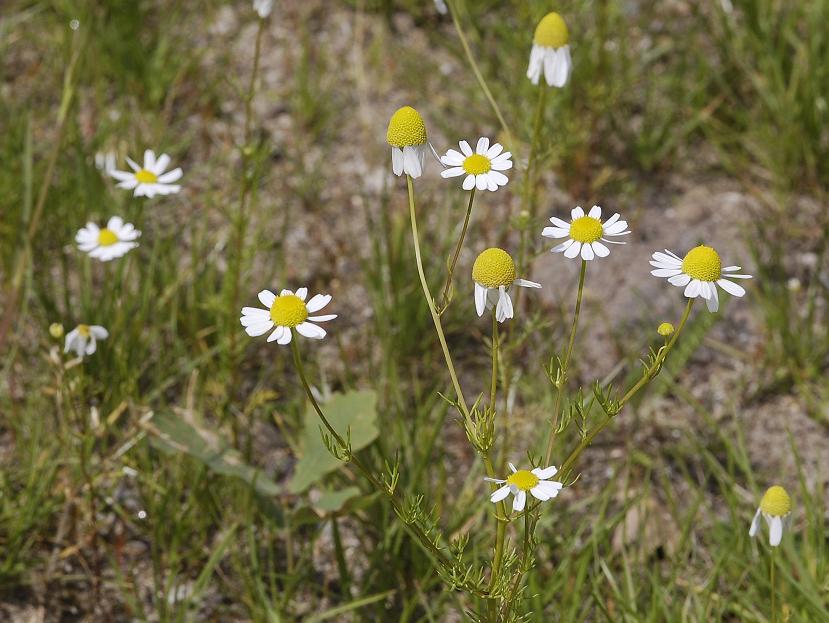 Matricaria chamomilla.