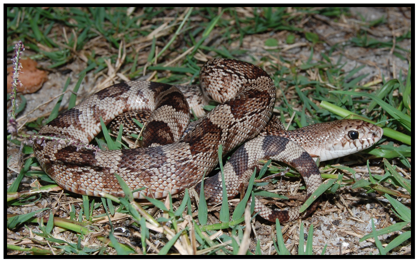Florida Pine Snake (Pituophis melanoleucus mugitus)