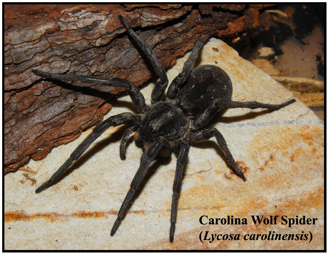 Carolina Wolf Spider (Lycosa carolinensis)