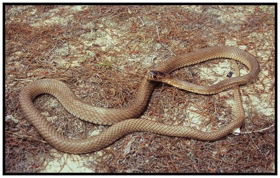 Eastern Coachwhip (Masticophis flagellum flagellum)