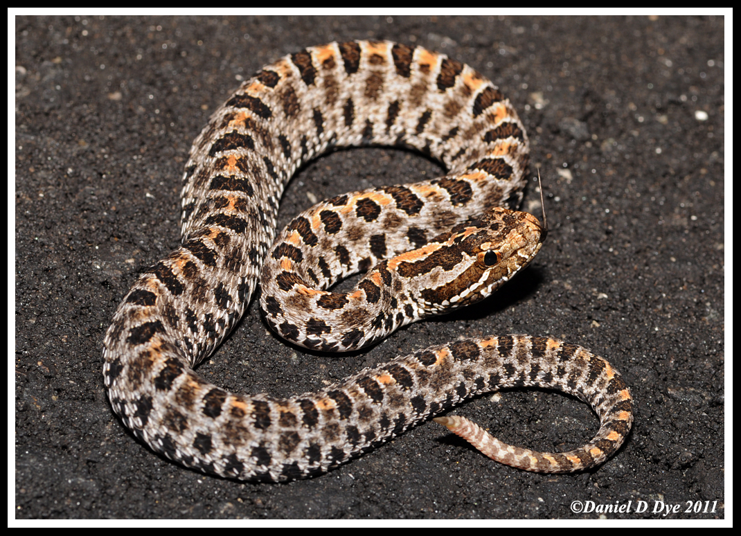 Dusky Pygmy Rattlesnake (Sistrurus miliarius barbouri)