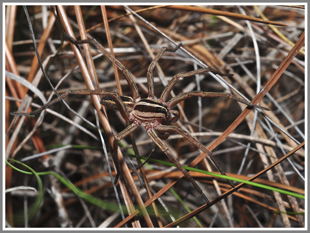 Rabid Wolf Spider (Rabidosa rabida)