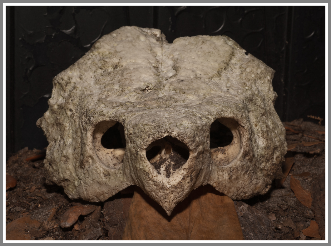 Alligator Snapping Turtle Skull (Macrochelys temminckii)