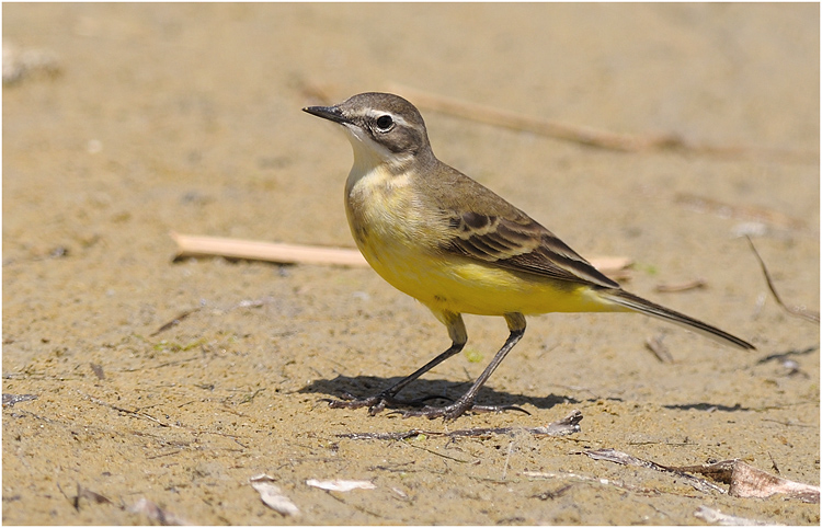 Yellow Wagtail