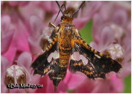 <h5><big>Spotted Thyris Moth<br></big><em>Thyris maculata #6076</h5></em>