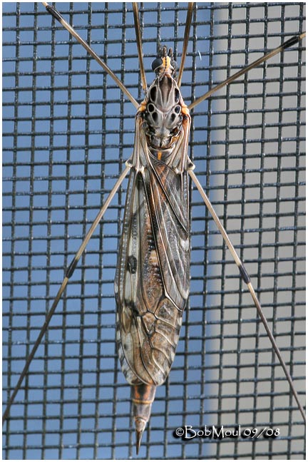 Crane Fly-Female