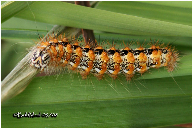 <h5><big>Cattail Moth Caterpillar <BR></big><em>Simyra insularis #9280</h5></em>