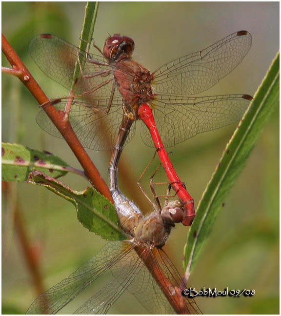 Yellow-legged Meadowhawks
