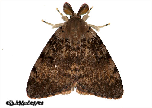<h5><big>Gypsy Moth-Male<br></big><em>Lymantria dispar #8318</h5></em>