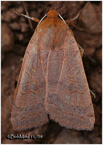 <h5><big>Footpath Sallow Moth<br></big><em>Metaxaglaea semitaria #9945</h5></em>