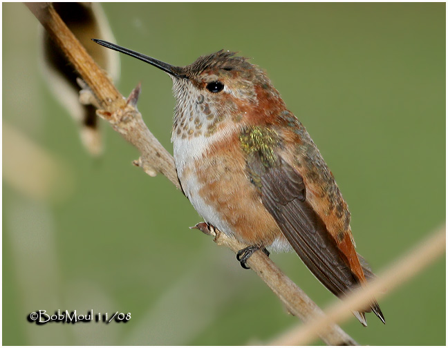 Rufous Hummingbird-Immature Male