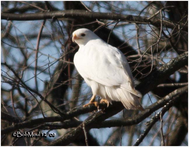 Red-tailed Hawk-December 2008