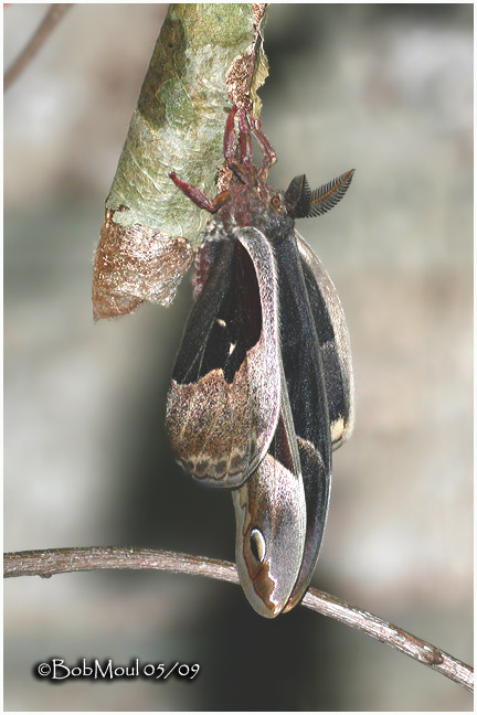Promethea Moth-Male