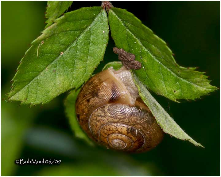 Snail