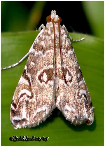 <h5><big>Water Lily Borer Moth<br></big><em>Elophila gyralis #4751</h5></em>