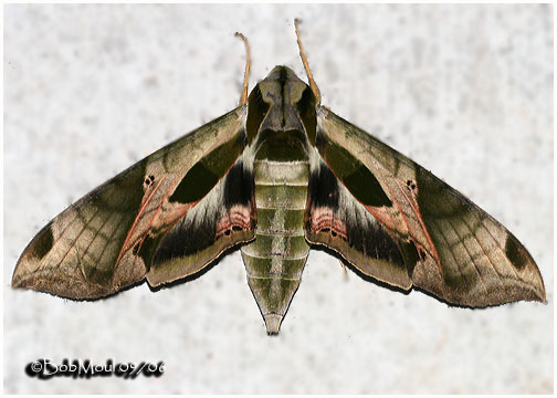 <h5><big>Pandorus Sphinx Moth <br></big><em>Eumorpha pandorus #7859</h5></em>