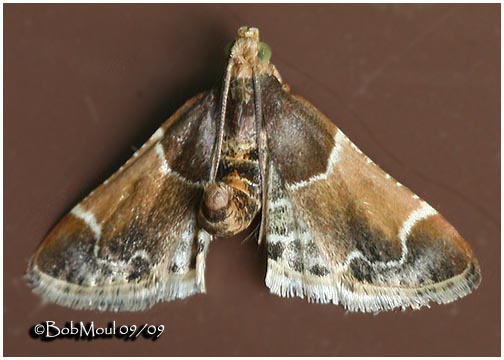 <h5><big>Meal Moth<br></big><em>Pyralis farinalis #5510</h5></em>