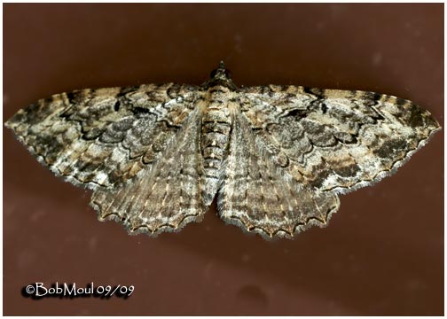 <h5><big>Barberry Geometer Moth<br></big><em>Coryphista meadii #7290</h5></em>