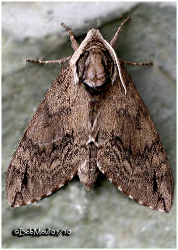 <h5><big>Catalpa Sphinx Moth<BR></big><em>Ceratomia catalpae #7789</h5></em>