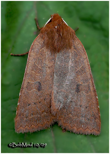<h5><big>Sloping Sallow Moth<br></big><em>Epiglaea decliva #9946</h5></em>