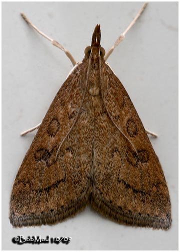 <h5><big>Celery Leaftier Moth<br></big><em>Udea rubigalis #5079</h5></em>
