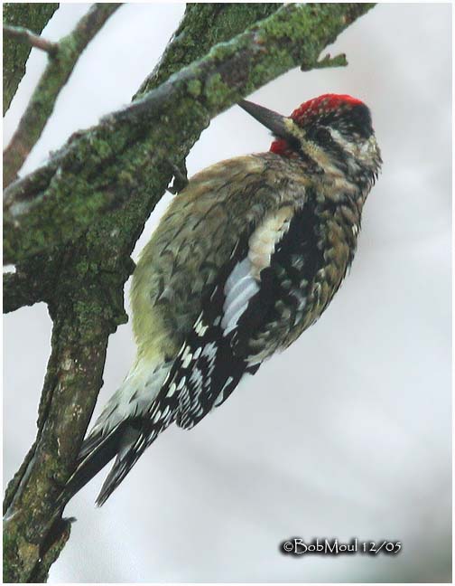 Yellow-bellied Sapsucker-Male
