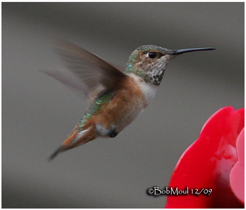Allens Hummingbird-Female