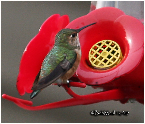 Allens Hummingbird-Female