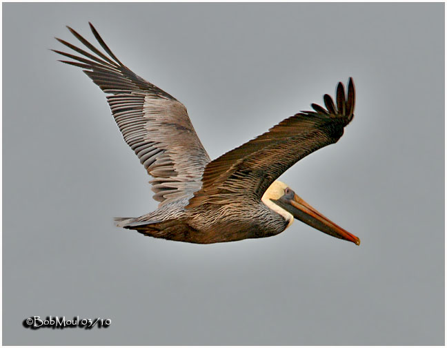 Brown Pelican