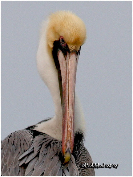 Brown Pelican