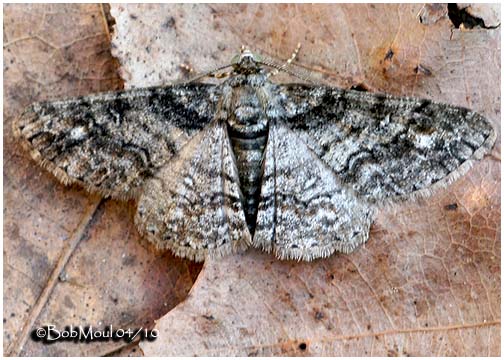 <h5><big>Double-lined Gray Moth<br></big><em>Cleora sublunaria #6594</h5></em>