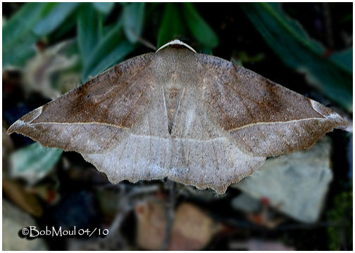<h5><big>Curve-toothed Geometer Moth<br></big><em>Eutrapela clemataria #6966</h5></em>
