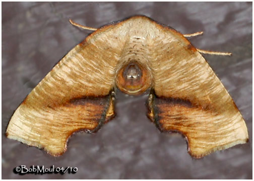 <h5><big>Fervid Plagodis Moth<br></big><em>Plagodis fervidaria #6843</h5></em>