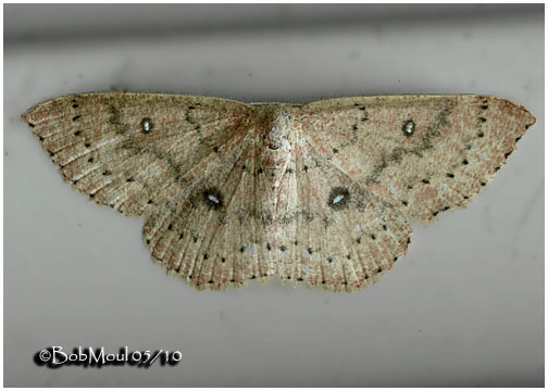 <h5><big>Packards Wave Moth<br></big><em>Cyclophora pacardi #7136</h5></em>
