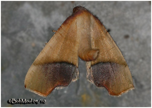 <h5><big>Straight-lined Plagodis Moth<br></big><em>Plagodis phlogosaria #6842</h5></em>