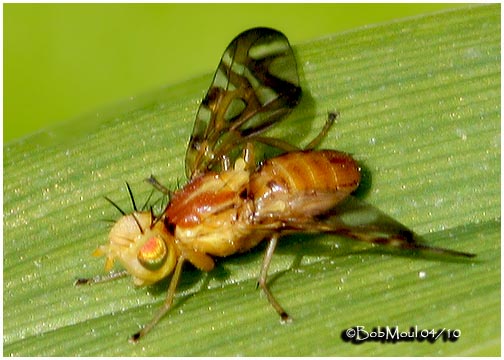 Fruit Fly-Male