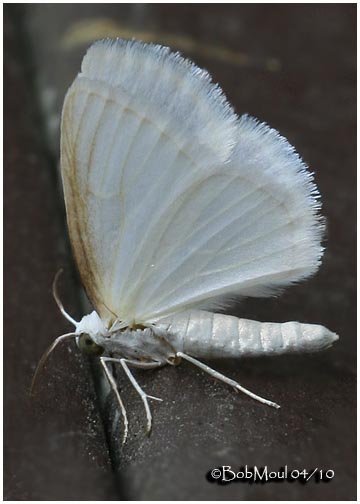 <h5><big>White Spring Moth-<br></big><em>Lomographa vestaliata #6667</h5></em>