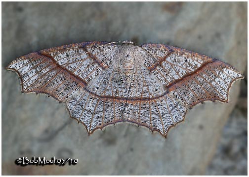 <h5><big>Oak Besma Moth-Female<br></big><em>Besma quercivoraria #6885</h5></em>