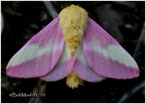 <h5><big>Rosy Maple Moth<br></big><em>Dryocampa rubicunda #7715</h5></em>