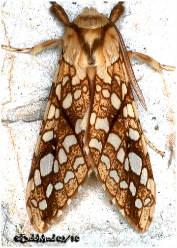 <h5><big>Hickory Tussock Moth<br></big><em>Lophocampa caryae #8211</h5></em>