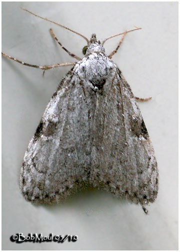<h5><big>Confused Meganola Moth<br></big><em>Meganola minuscula #8983 </h5></em>