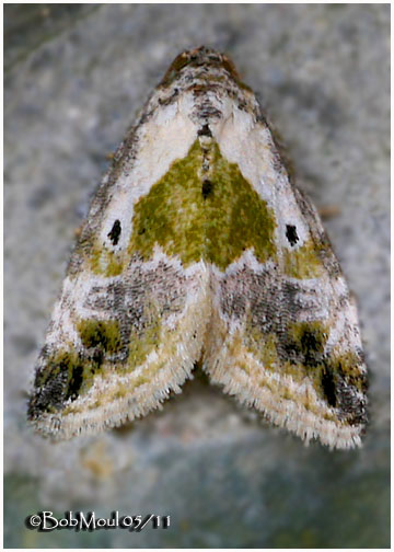 <h5><big>Black-dotted Maliattha Moth<br></big><em>Maliattha synochitis  #9049</h5></em>