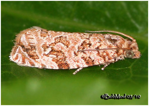 <h5><big>Labyrinth Moth<br></big><em>Phaecasiophora niveiguttana #2772</h5></em>