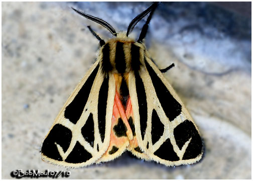 <h5><big>Nais Tiger Moth<br></big><em>Apantesis nais #8171</h5></em>