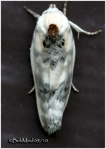 <h5><big>Schlaegers Fruitworm Moth<br></big><em> Antaeotricha schlaegeri  #1011</h5></em>