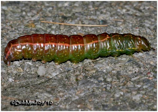 <h5><big>Variable Oakleaf Moth Caterpillar <BR></big><em>Lochmaeus manteo #7998</h5></em>