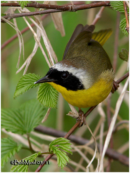 Common Yellowthroat-Male