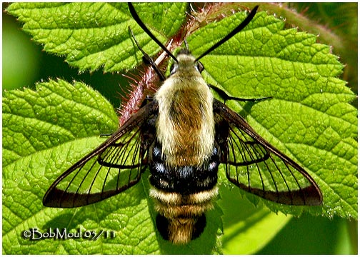 <h5><big>Snowberry Clearwing Moth <br></big><em>Hemaris diffinis #7855</h5></em>